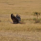  The Serengeti, TZ